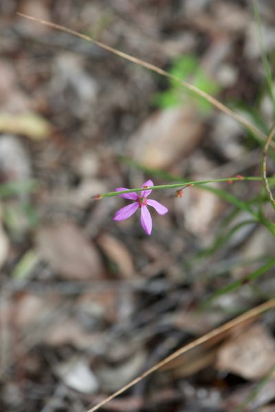Tetratheca affinis, photographed by Ruth Clark