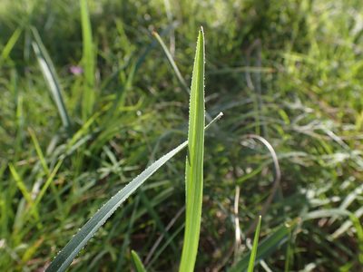 Dianella amoena, photographed by Nina Kerr