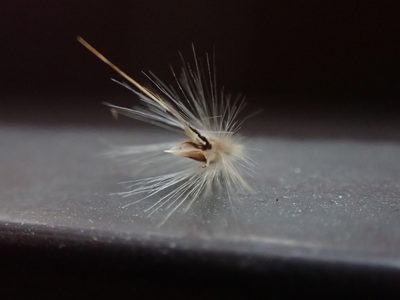 Rytidosperma fulvum, photographed by Nina Kerr