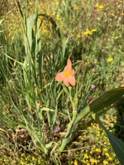 Moraea bifida, photographed by Dave Richardson