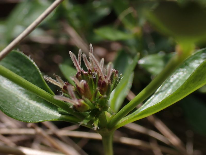 Opercularia ovata, photographed by Nina Kerr