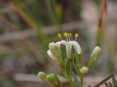 Hydrogalium confertum, photographed by Nina Kerr