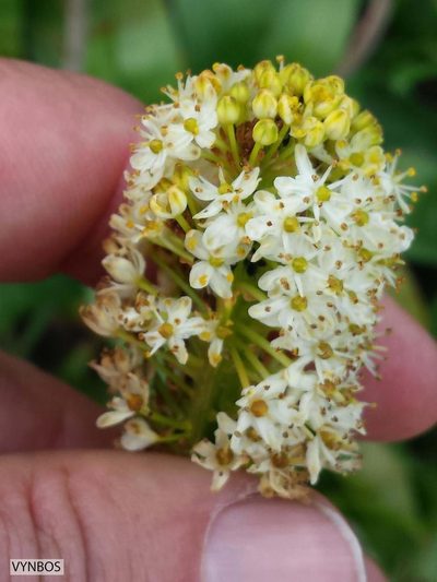 Bulbinella elata, photographed by Chris Vynbos