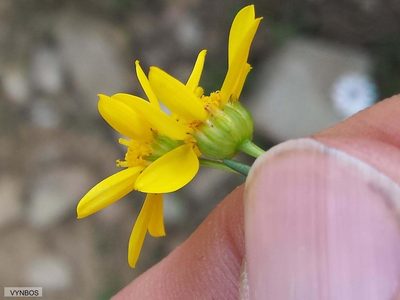 Euryops thunbergii, photographed by Chris Vynbos
