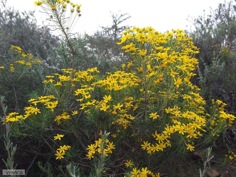Euryops thunbergii, photographed by Chris Vynbos