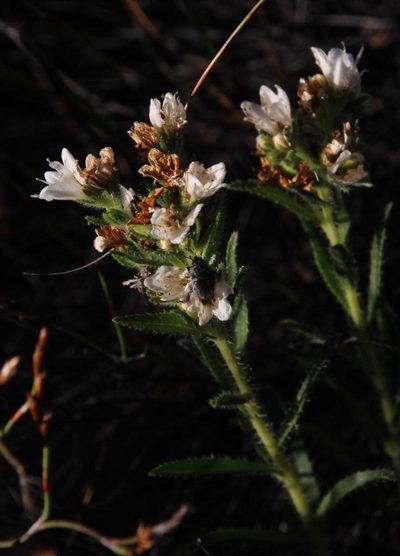 Lobostemon glaber, photographed by Tony Rebelo