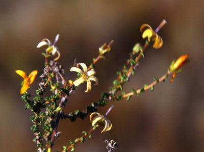 Wahlenbergia nodosa, photographed by Tony Rebelo