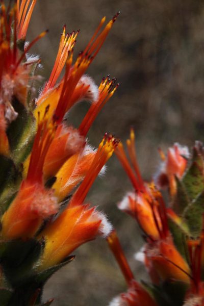 Mimetes capitulatus, photographed by Tony Rebelo