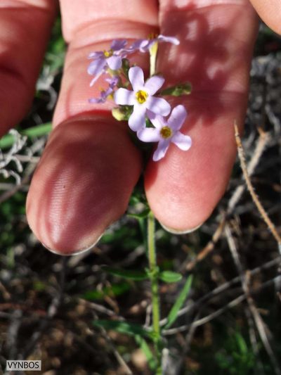 Chaenostoma uncinatum, photographed by Chris Vynbos