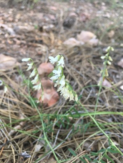 Vicia pulchella, photographed by beckettws