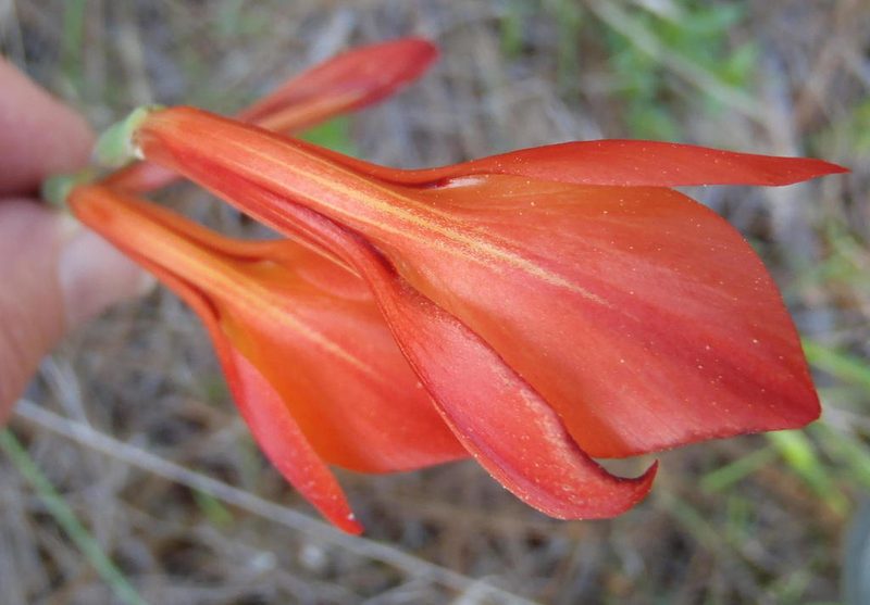 Gladiolus huttonii, photographed by Nicola van Berkel