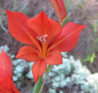 Gladiolus huttonii, photographed by Nicola van Berkel