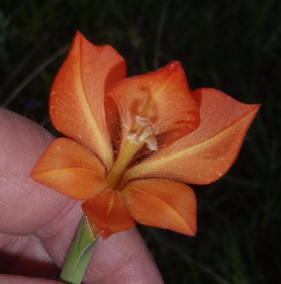 Gladiolus huttonii, photographed by Nicola van Berkel