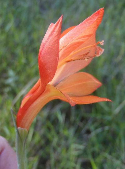 Gladiolus huttonii, photographed by Nicola van Berkel