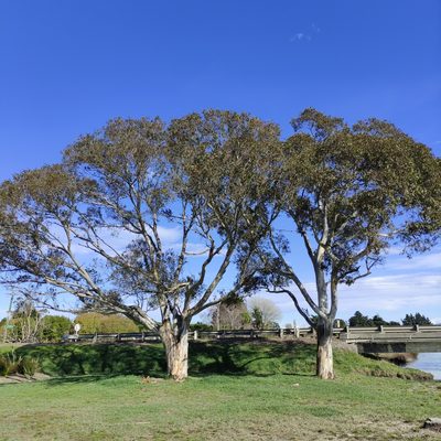 Eucalyptus leucoxylon, photographed by Jenny Saito