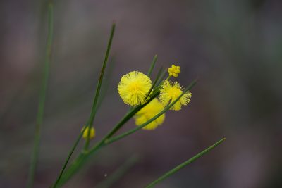 Acacia extensa, photographed by Ruth Clark