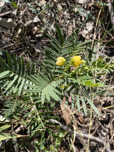 Senna aciphylla, photographed by Greg Tasney