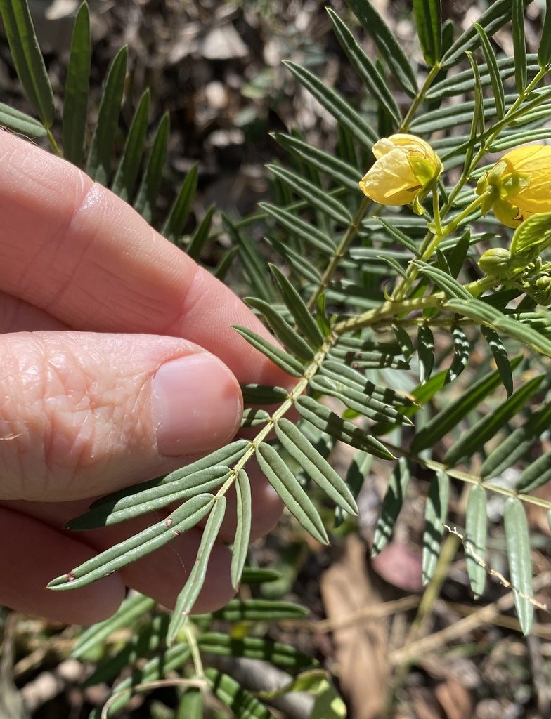 Senna aciphylla, photographed by Greg Tasney