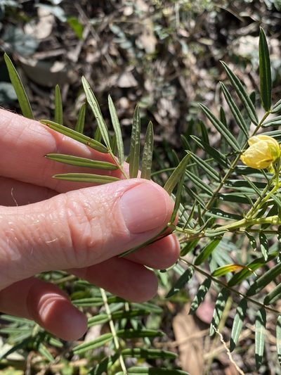Senna aciphylla, photographed by Greg Tasney