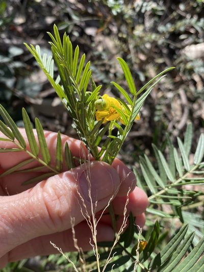 Senna aciphylla, photographed by Greg Tasney