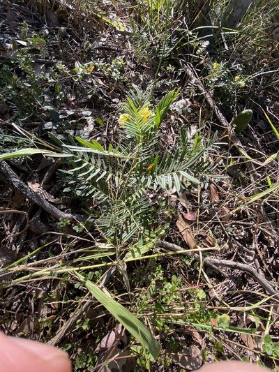 Senna aciphylla, photographed by Greg Tasney
