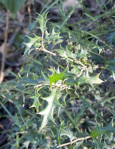 Alectryon diversifolius, photographed by Greg Tasney