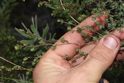 Cliffortia polita, photographed by Brian du Preez