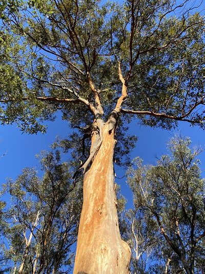 Eucalyptus major, photographed by Greg Tasney