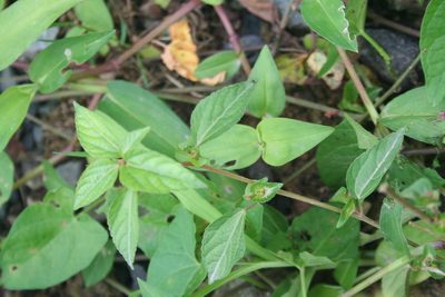 Acalypha australis, photographed by Edmundas Greimas