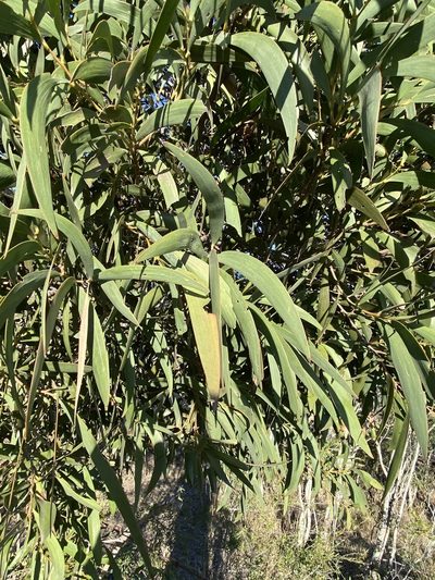 Acacia harpophylla, photographed by Greg Tasney
