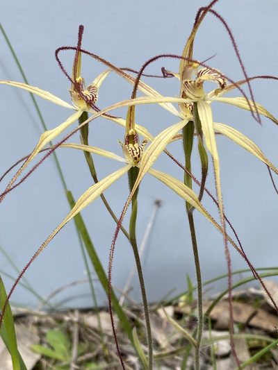Caladenia straminichila, photographed by John Van Den Nouwelant