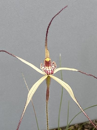 Caladenia straminichila, photographed by John Van Den Nouwelant