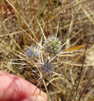 Eryngium tenue, photographed by jvilla