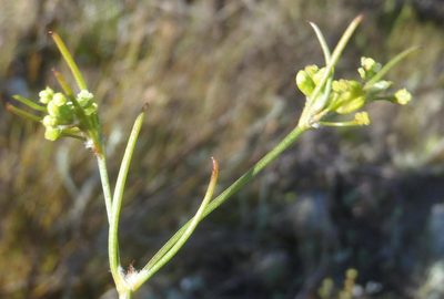 Centella macrocarpa, photographed by Nicola van Berkel