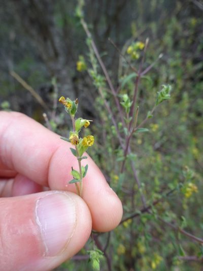Odontites viscosus, photographed by jvilla