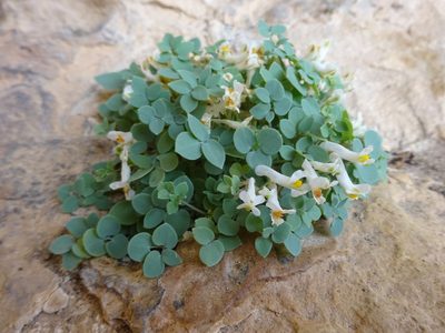 Sarcocapnos enneaphylla, photographed by jvilla