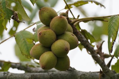 Juglans mandshurica, photographed by WATANABE Hitoshi 渡辺仁