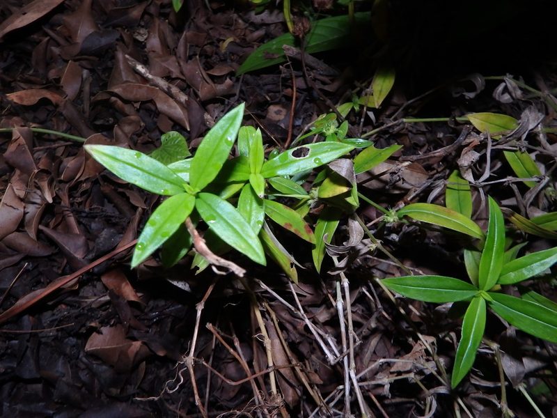 Scleromitrion verticillatum, photographed by Samuel Lee