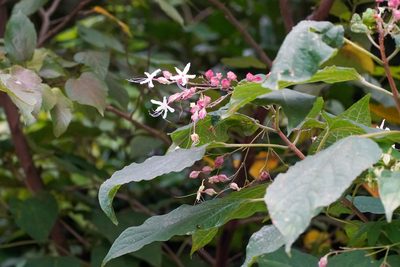 Clerodendrum trichotomum, photographed by WATANABE Hitoshi 渡辺仁