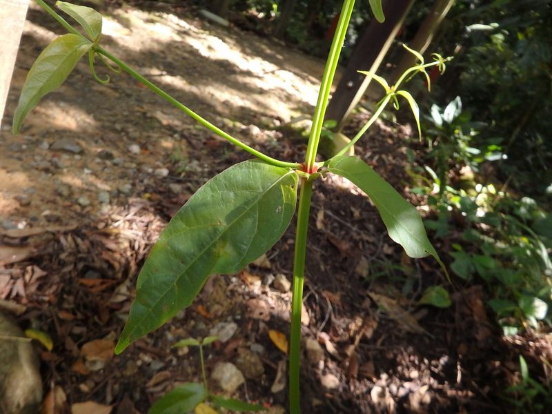 Uncaria gambir, photographed by Samuel Lee