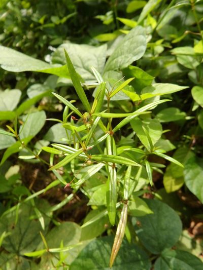 Scleromitrion diffusum, photographed by Samuel Lee