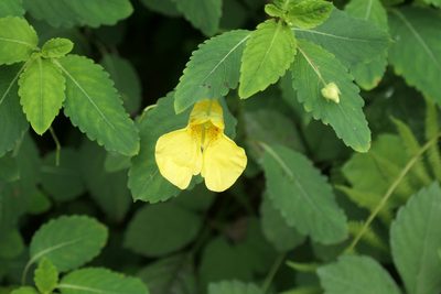 Impatiens noli-tangere, photographed by WATANABE Hitoshi 渡辺仁