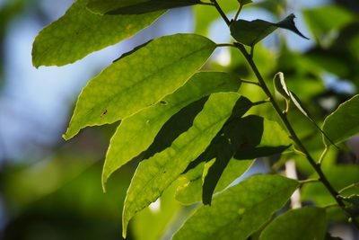 Ilex chinensis, photographed by harum.koh