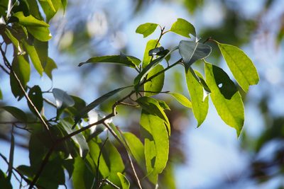 Ilex chinensis, photographed by harum.koh