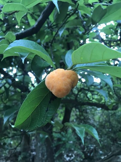 Artocarpus hypargyreus, photographed by Scott Edmunds