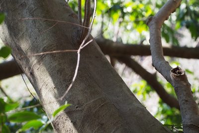Ilex chinensis, photographed by harum.koh
