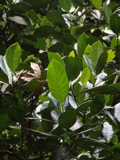 Artocarpus integer, photographed by Samuel Lee