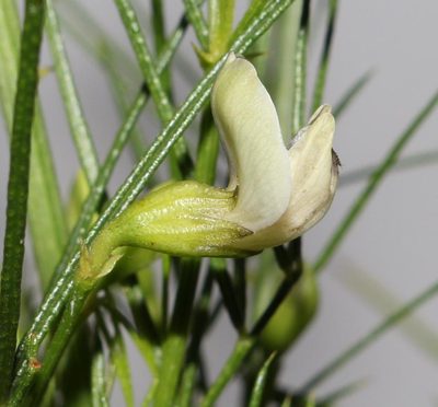 Psoralea margaretiflora, photographed by Brian du Preez