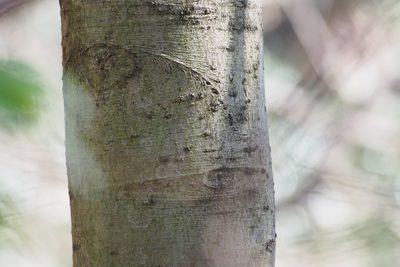 Ilex chinensis, photographed by harum.koh
