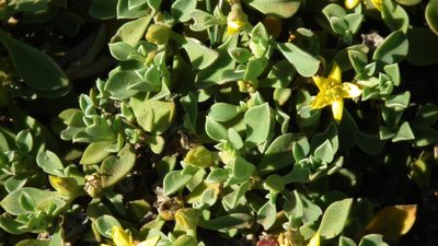 Aizoon rigidum, photographed by Shaun Swanepoel